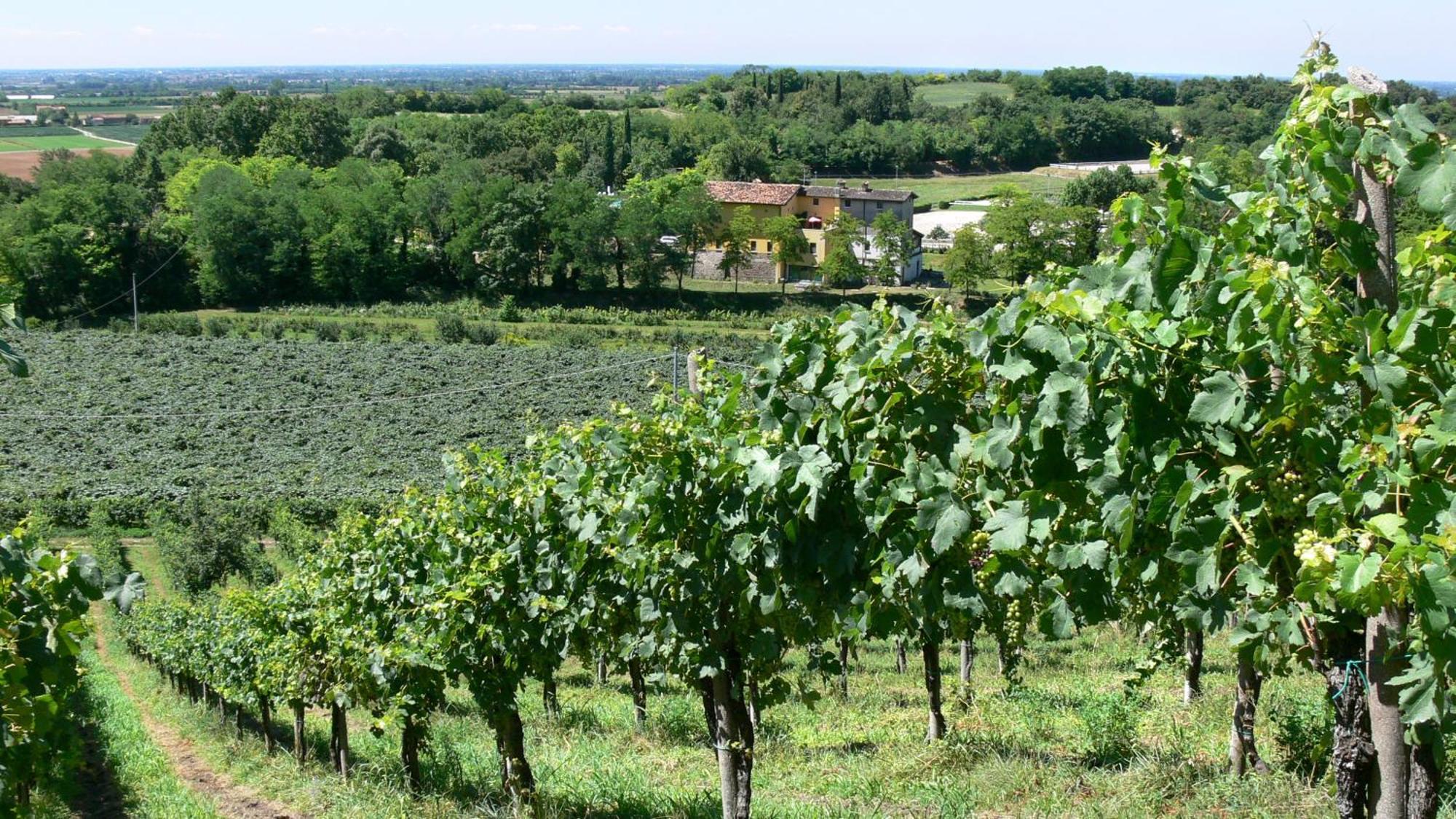 Tenuta Le Sorgive Agriturismo Солферино Екстериор снимка